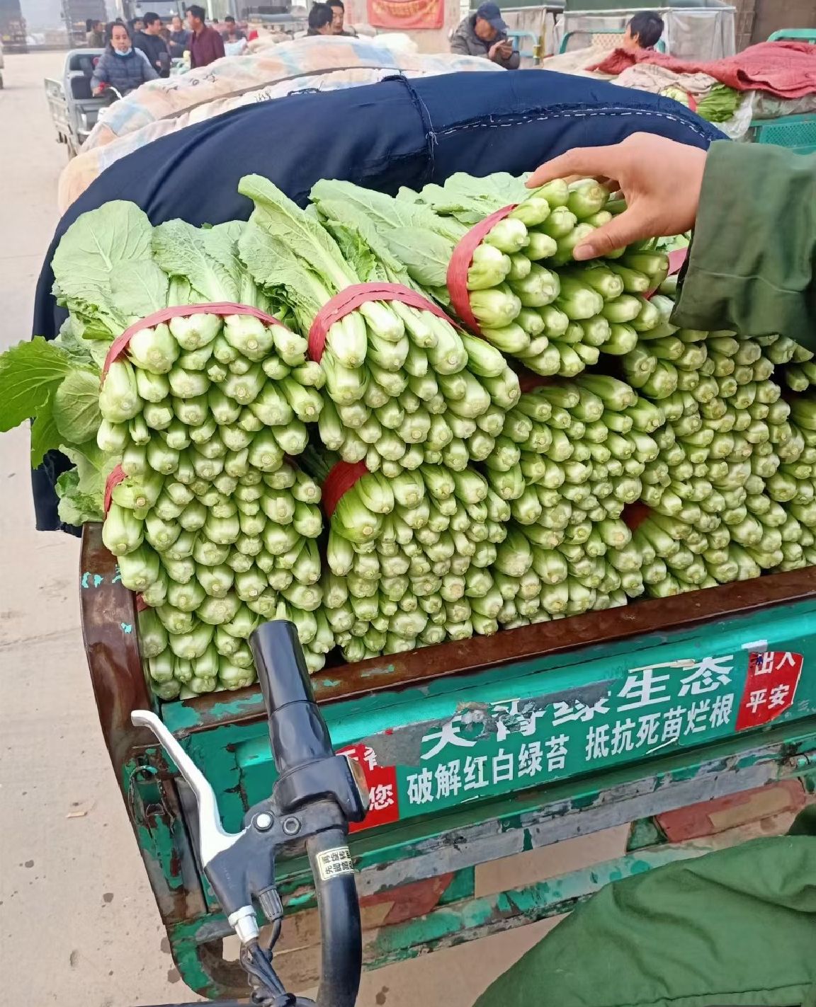 精品小白菜，产地直发，大量上市