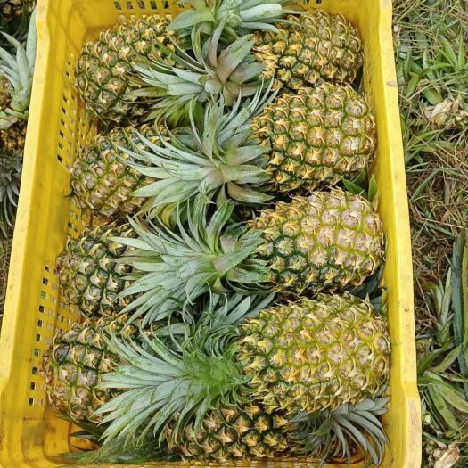 宾阳县徐闻菠萝