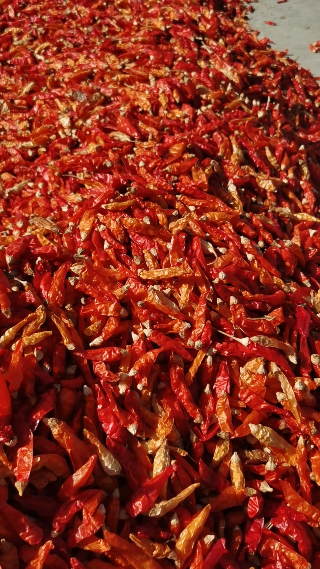 小米辣，泡椒（干货）