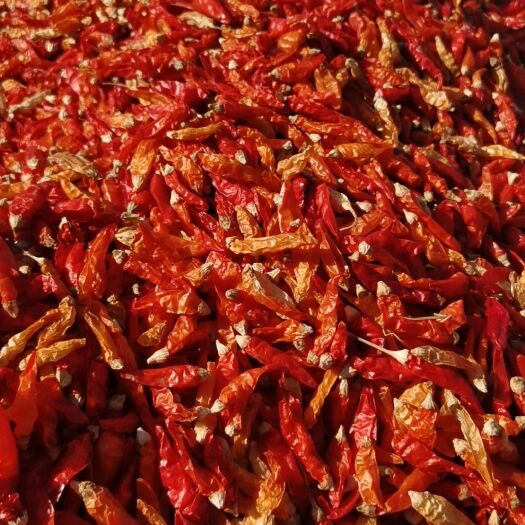 太和县小米辣，泡椒（干货）
