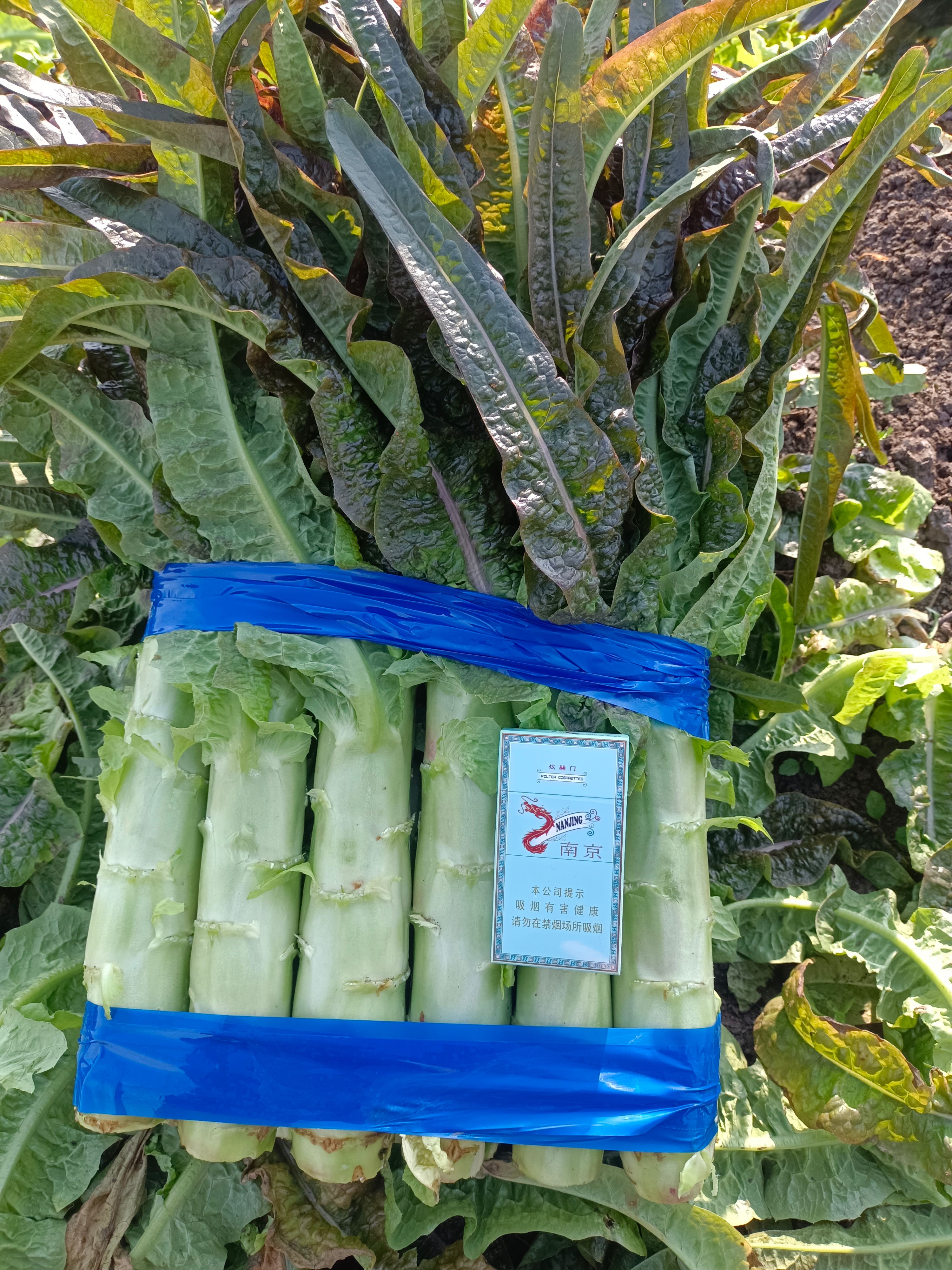 临沂红叶莴笋大量上市 青皮青肉 不空心 质量保证诚信合作