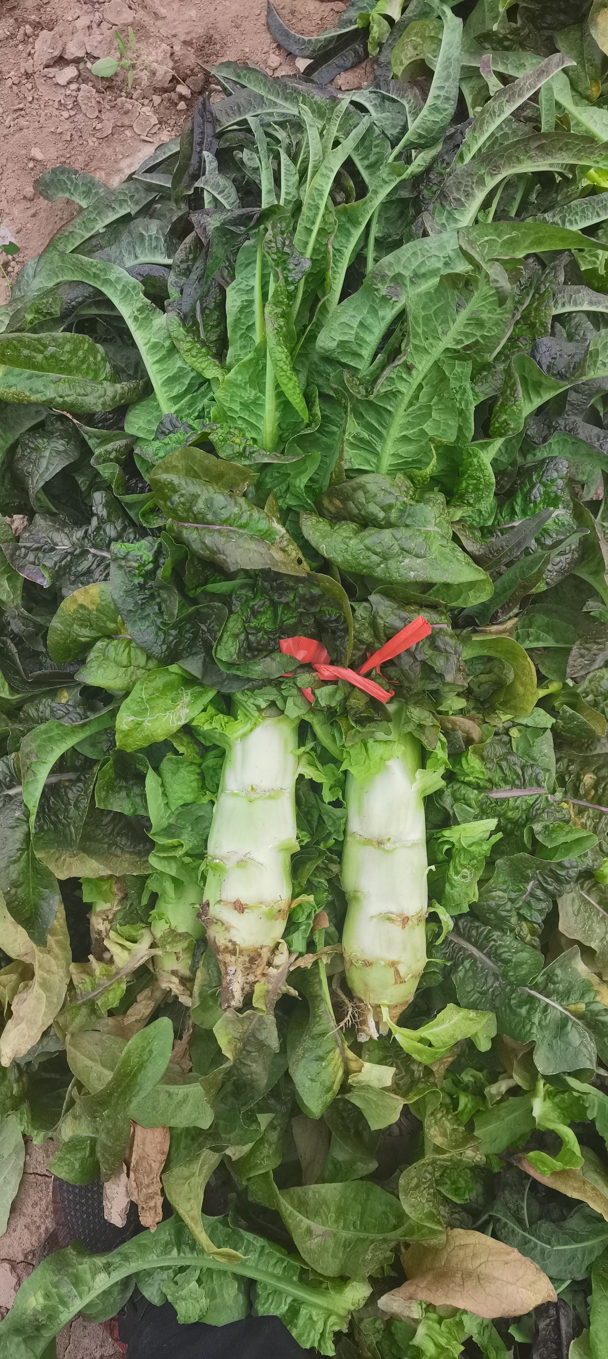 精品莴笋价格低需要的联系