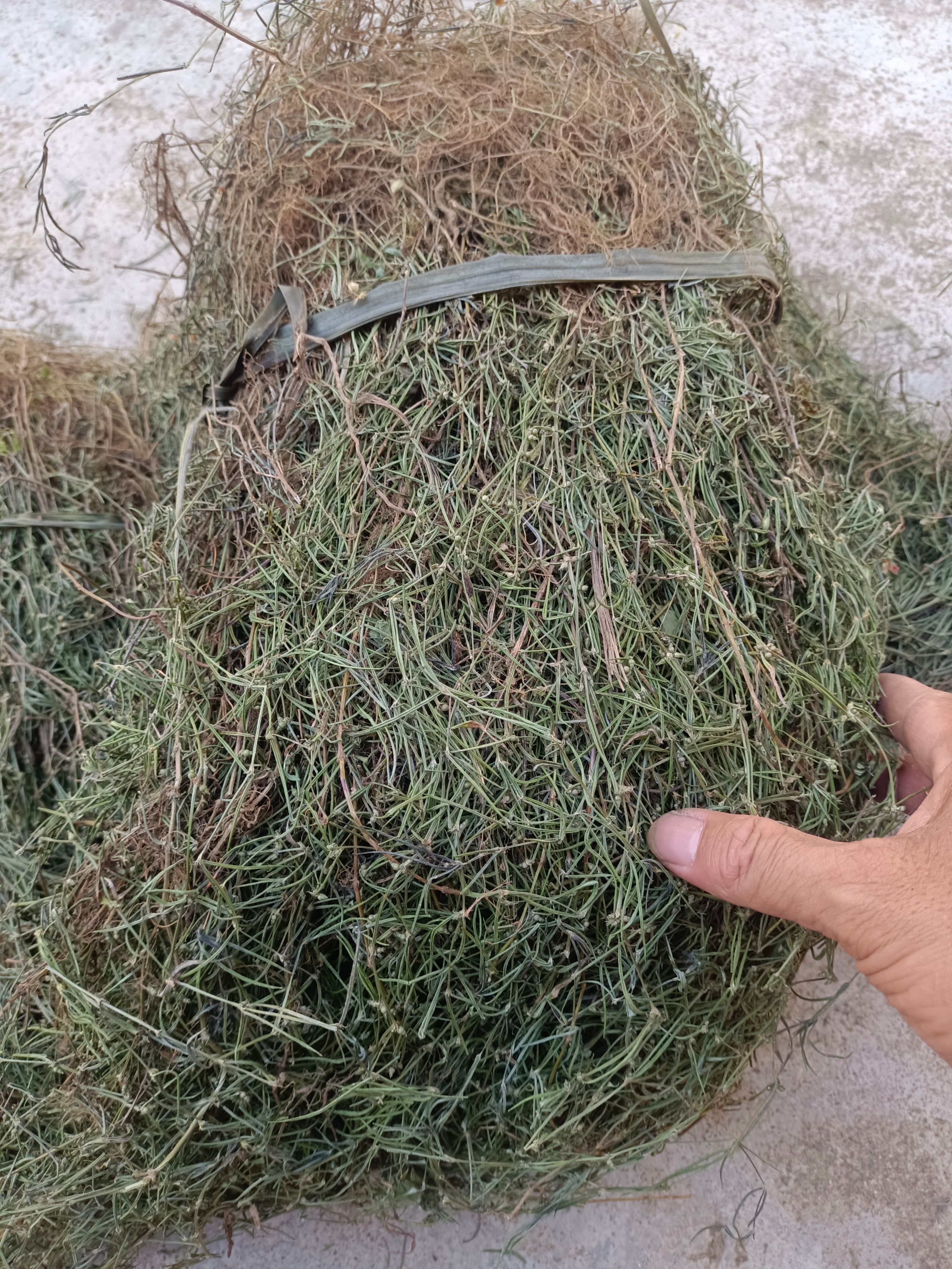白花蛇舌草