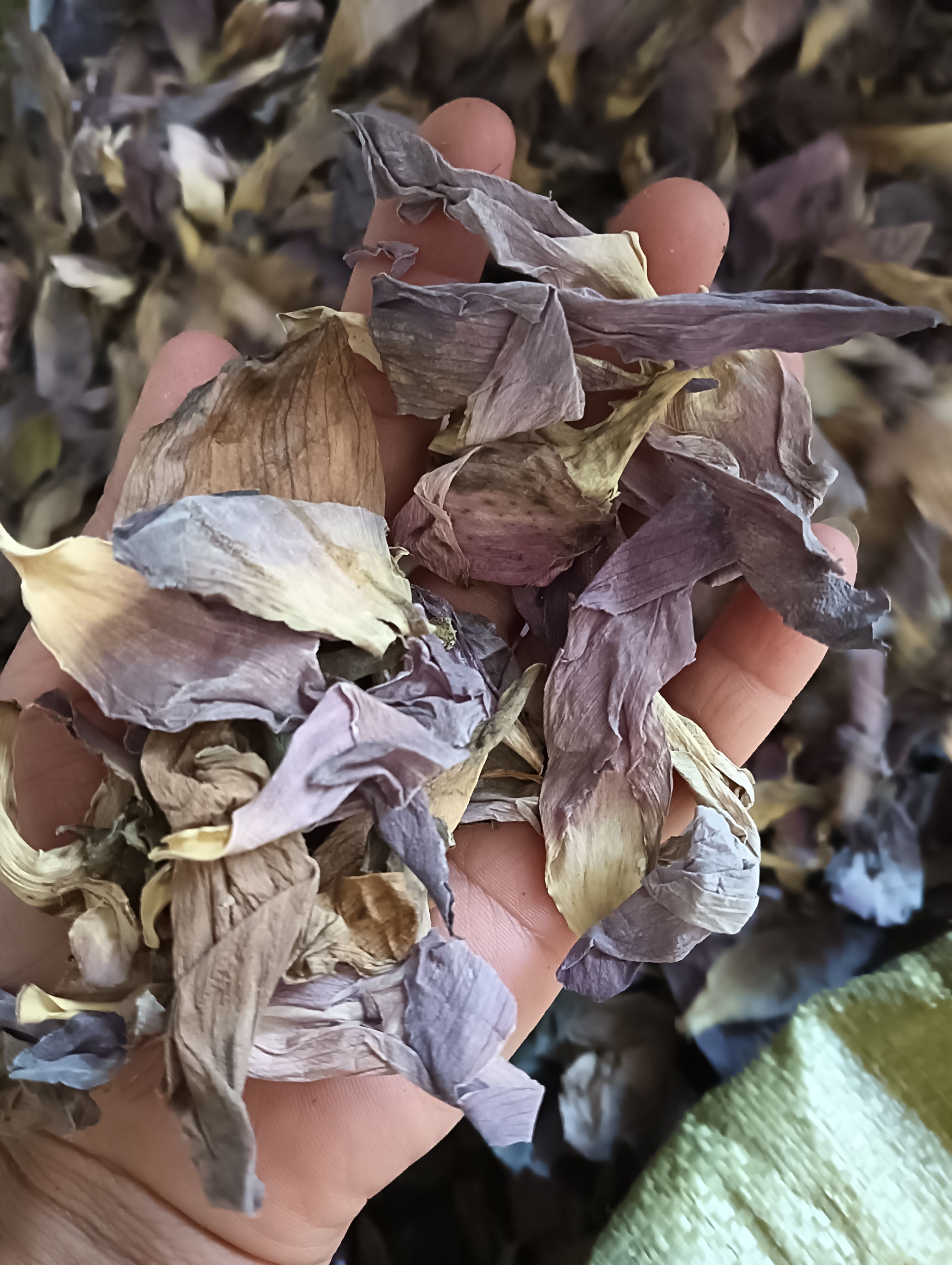 荷花，干荷花，荷花瓣，量大从优