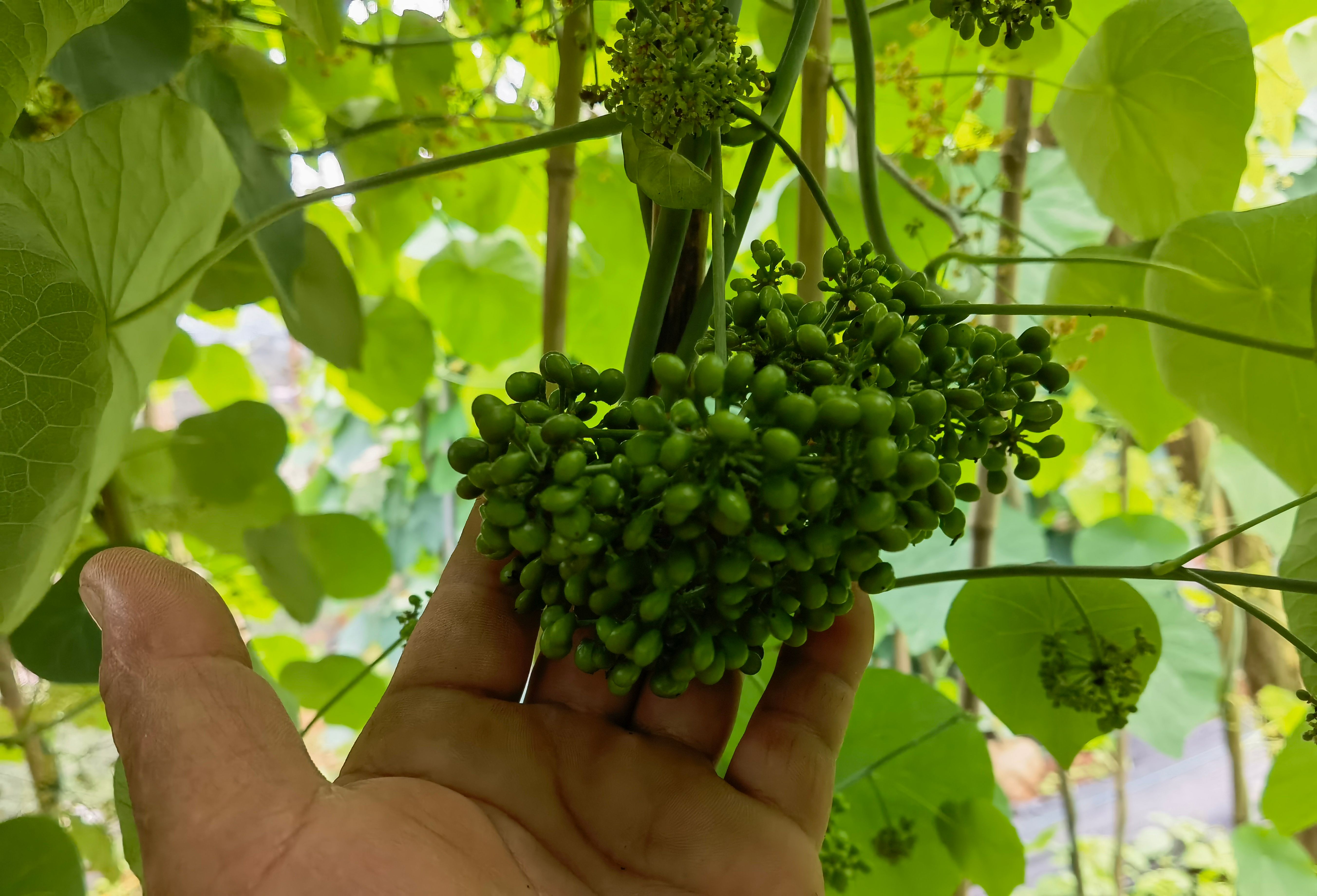 【产地直销】黄心山乌龟（鲜种子），欢迎咨询，量大价优