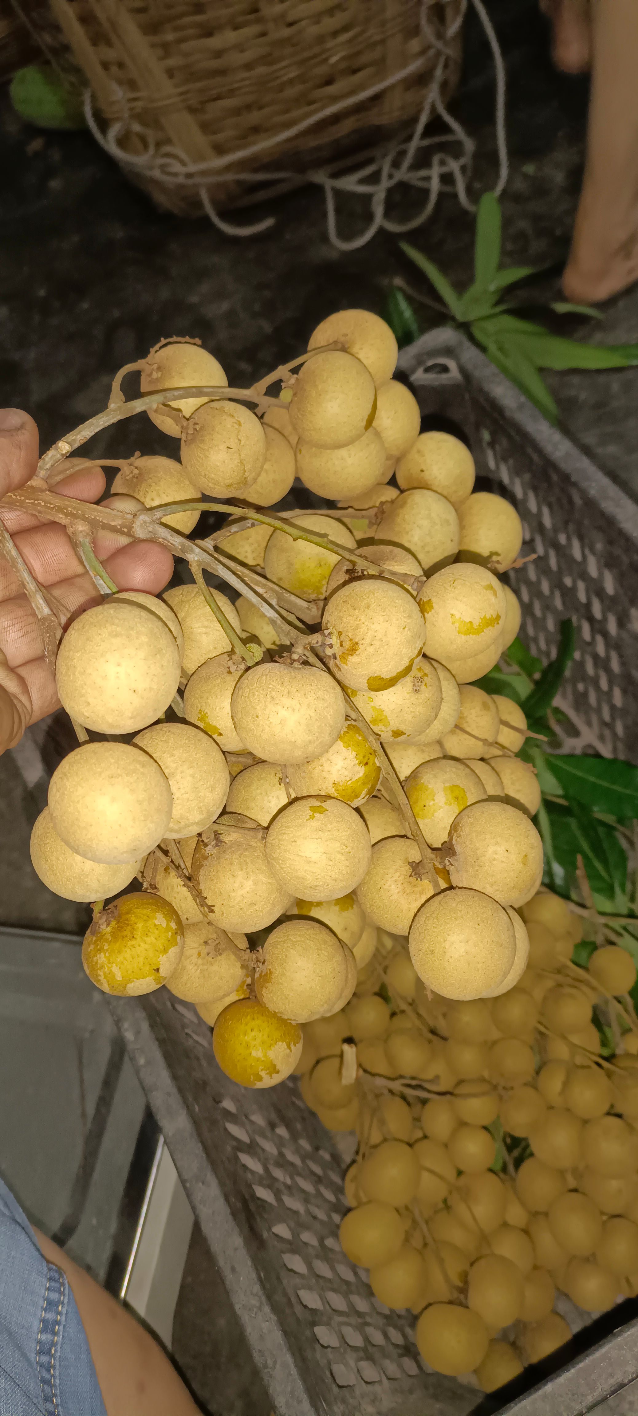 晚熟酒香桂圆，苗子