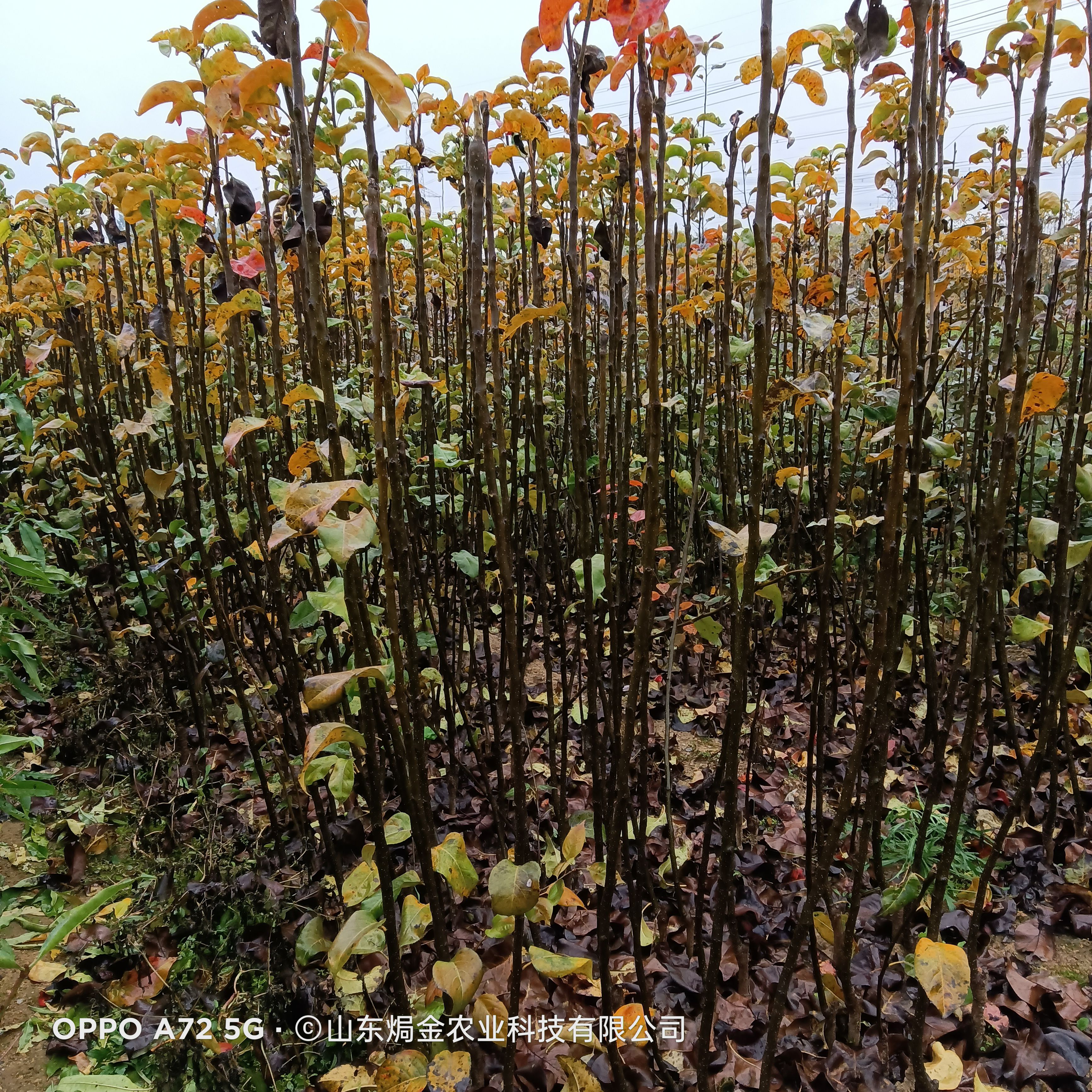秋月梨树苗脆甜多汁核小无渣产量高适应全国种植的梨树苗