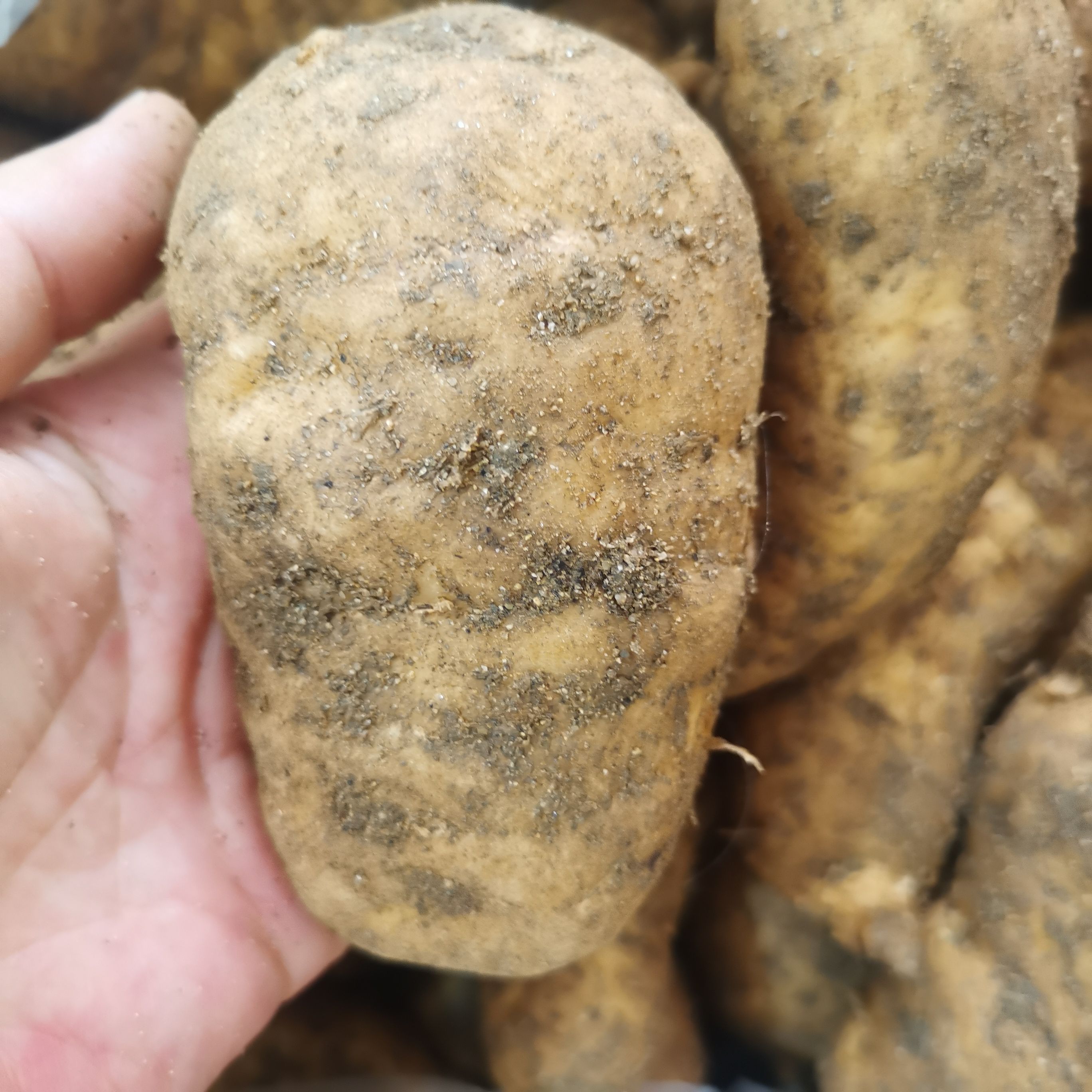 天麻江湖地摊展销会农村赶集货源天麻批发