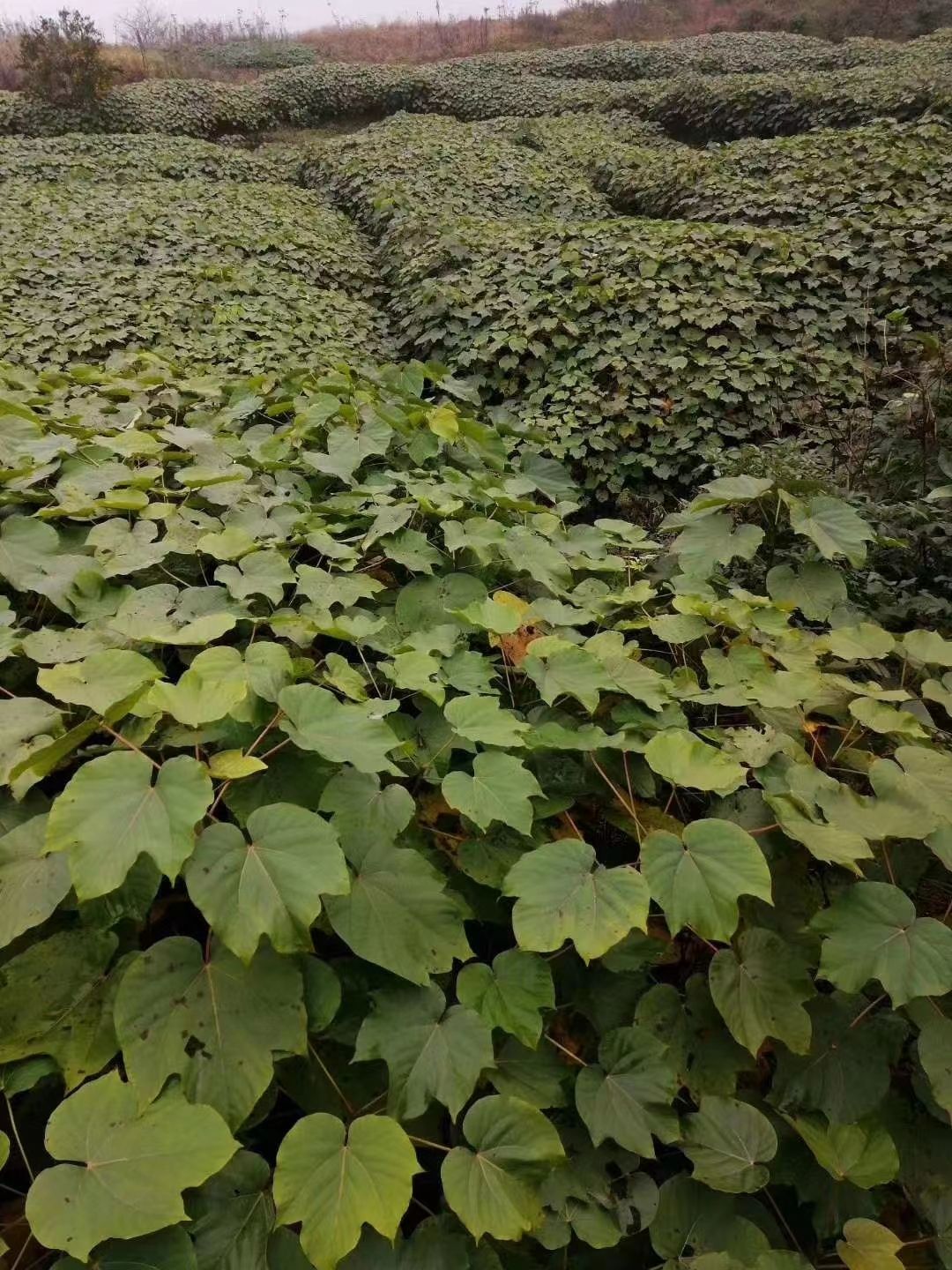 1000万株油桐树苗基地常年大量批发