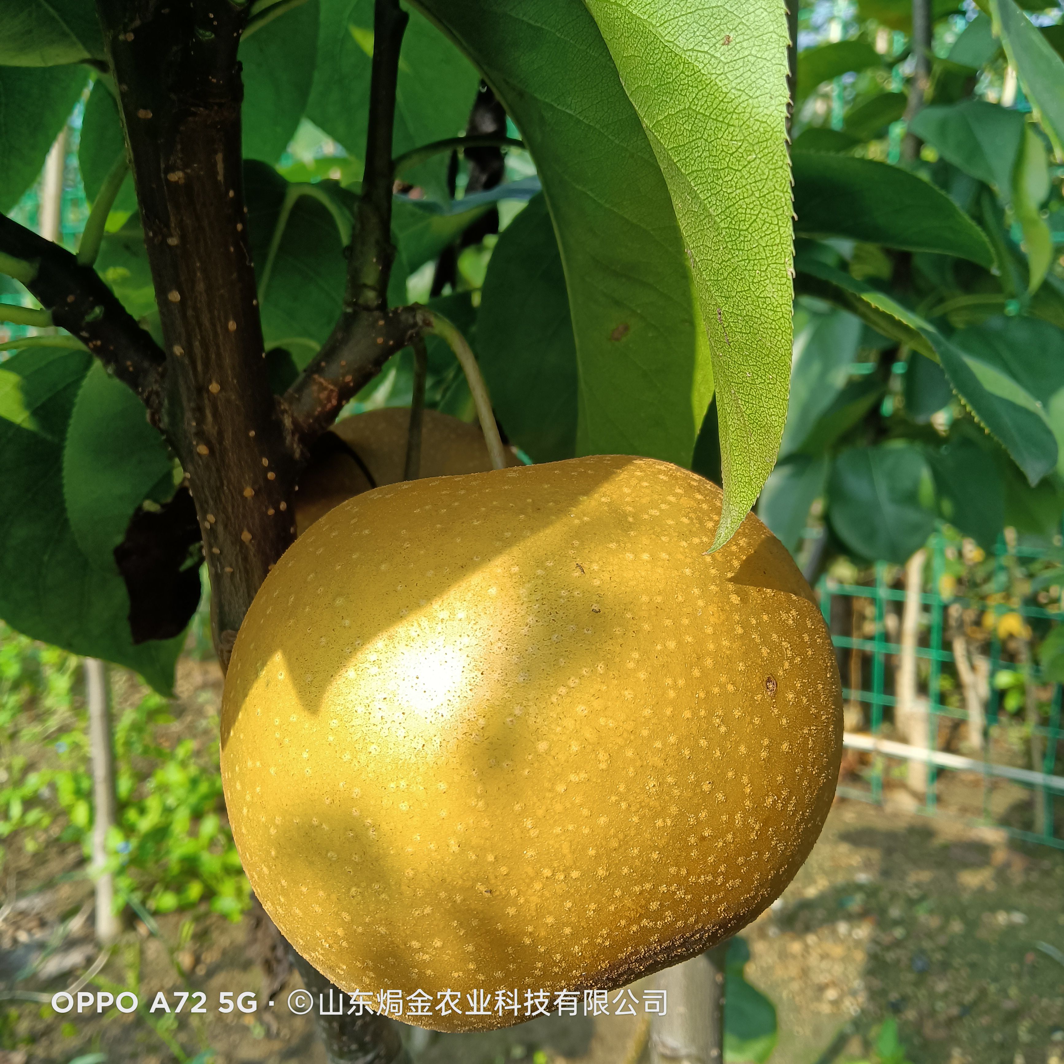 秋月梨树苗脆甜多汁核小无渣产量高适应全国种植的梨树苗