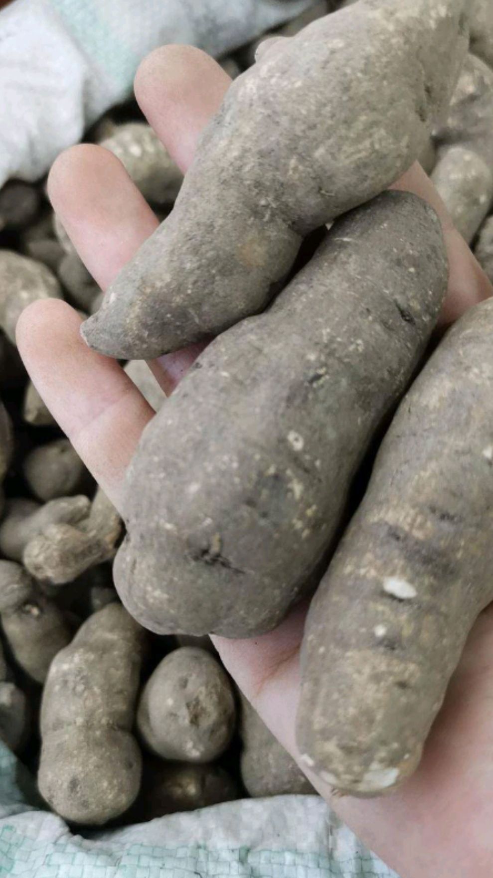 三叶青 中药材批发三叶青 干货 三叶青片 规格齐全量大从优