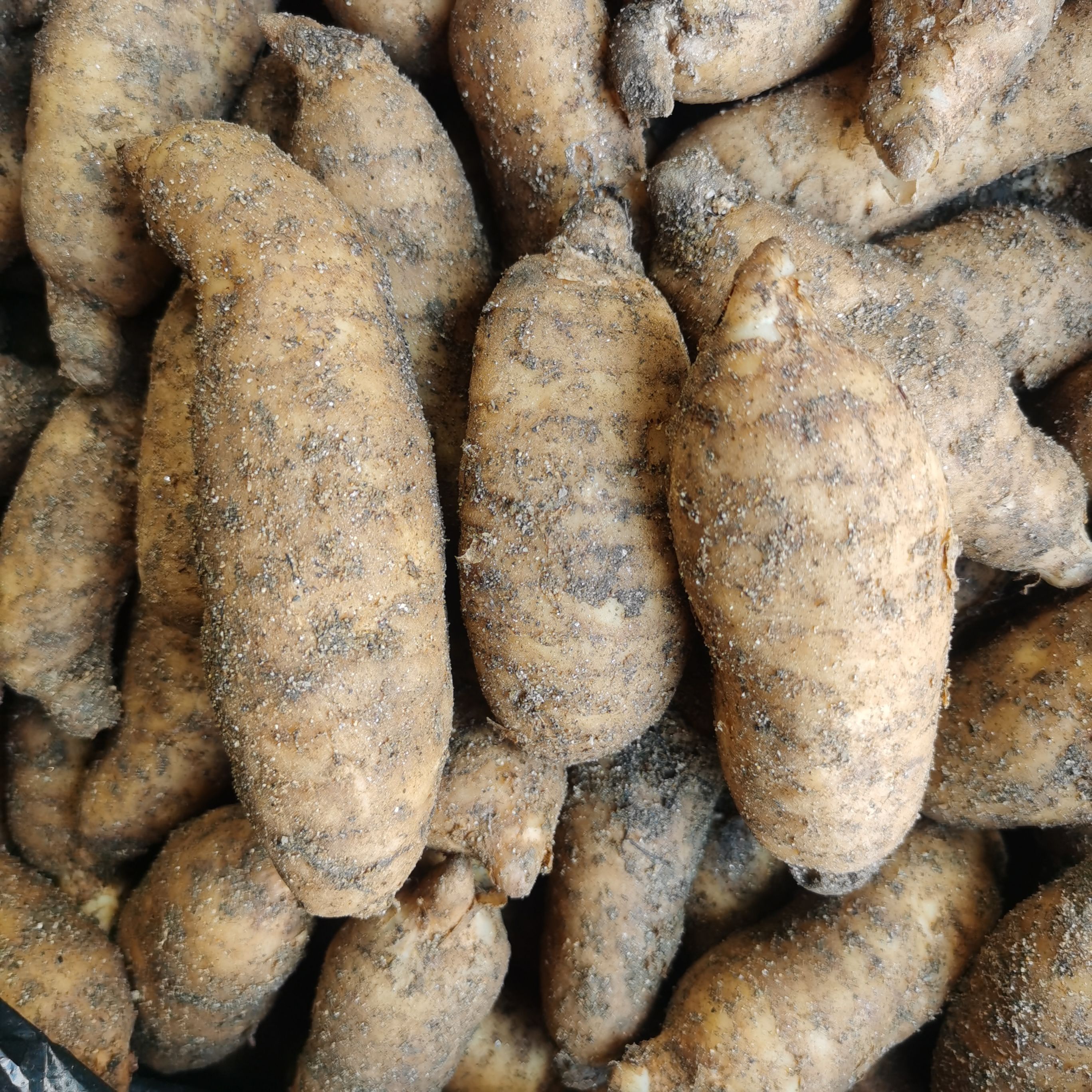 天麻江湖地摊展销会农村赶集货源天麻批发