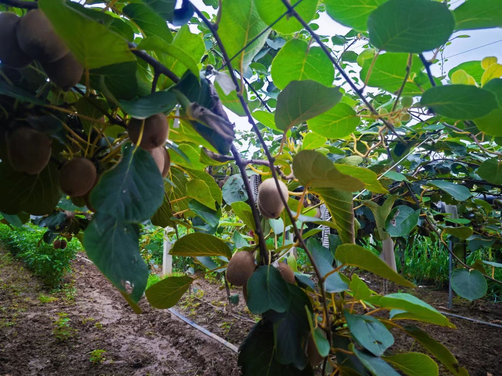 眉县太白山山下瑞玉、翠香、徐香猕猴桃
