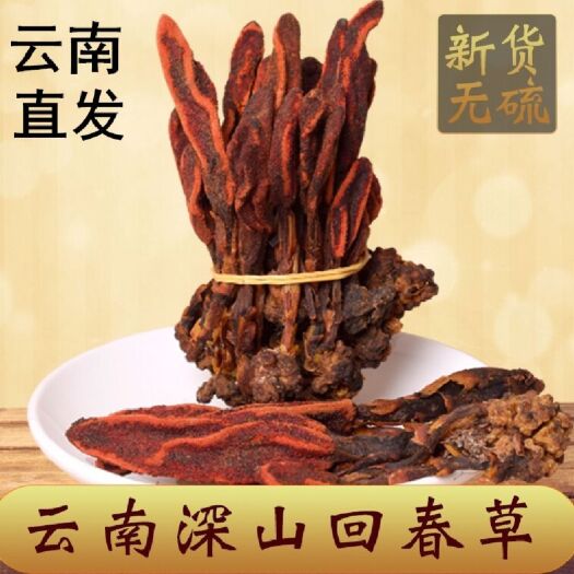 亳州回春草 草苁蓉 不老草 无硫新货泡水泡茶 现货批发 量大从优