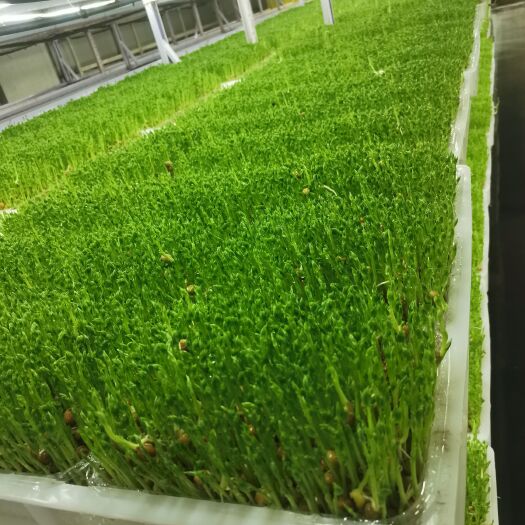 寿光市芽苗菜—豌豆苗