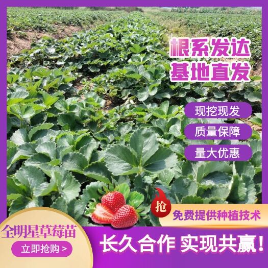 平邑县全明星草莓苗 量多优惠 质量保证 现挖现发  一手货源