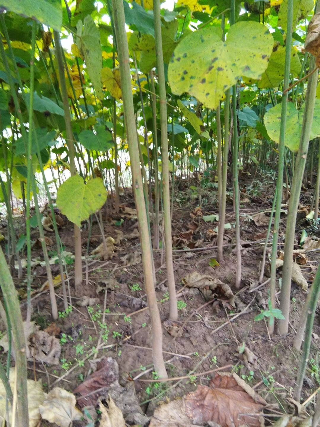 1000万株油桐树苗基地常年大量批发