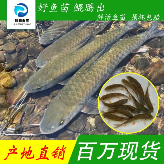优选 倒刺鲃 广州淡水军鱼苗 产地直销 百万现货