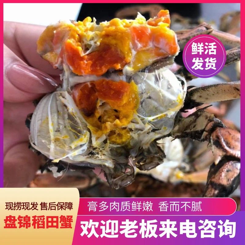 盘锦稻田蟹