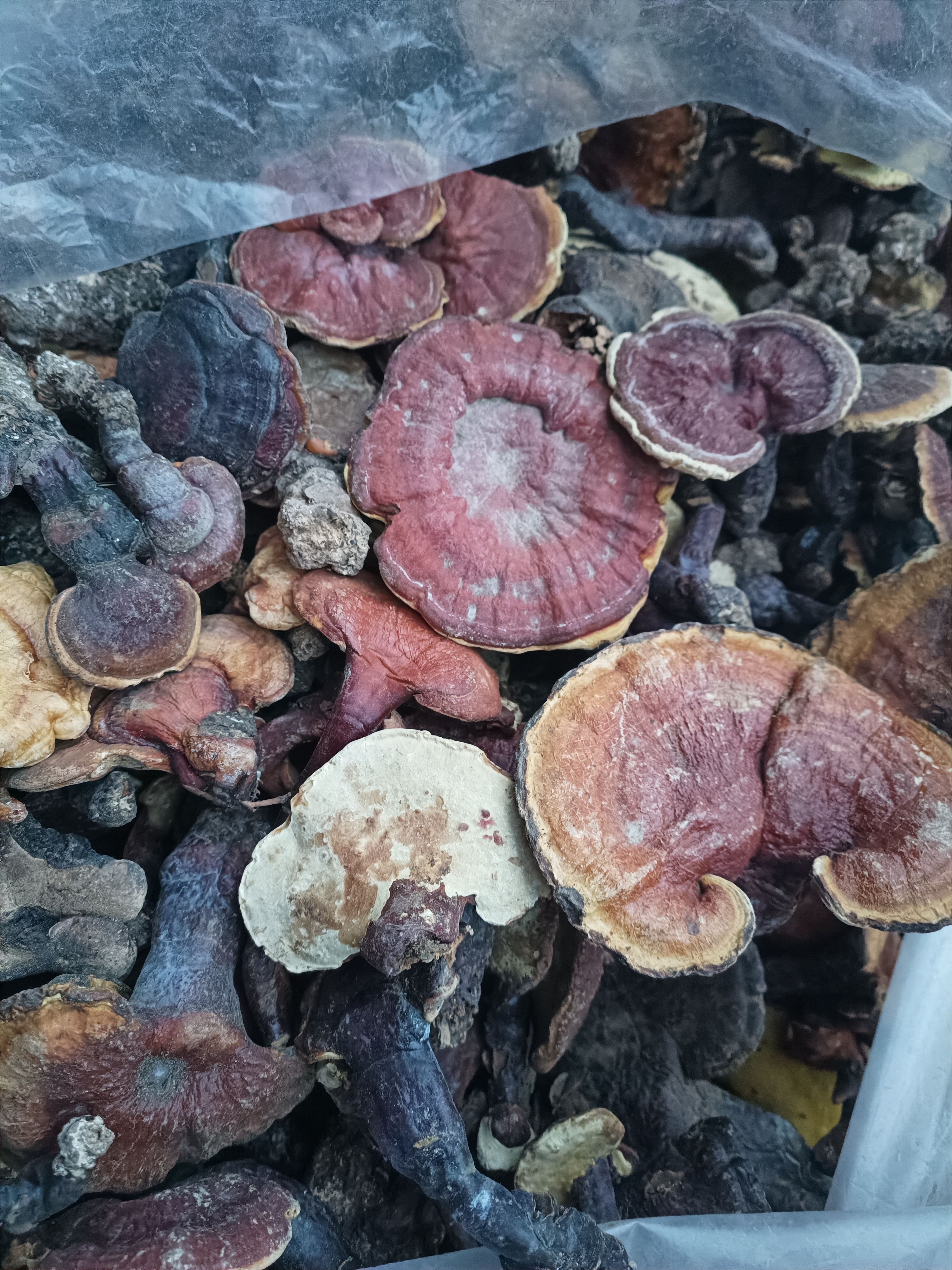 灵芝称火灵芝血灵芝紫灵芝长期喝提高免yi力抗ai防肿，瘤