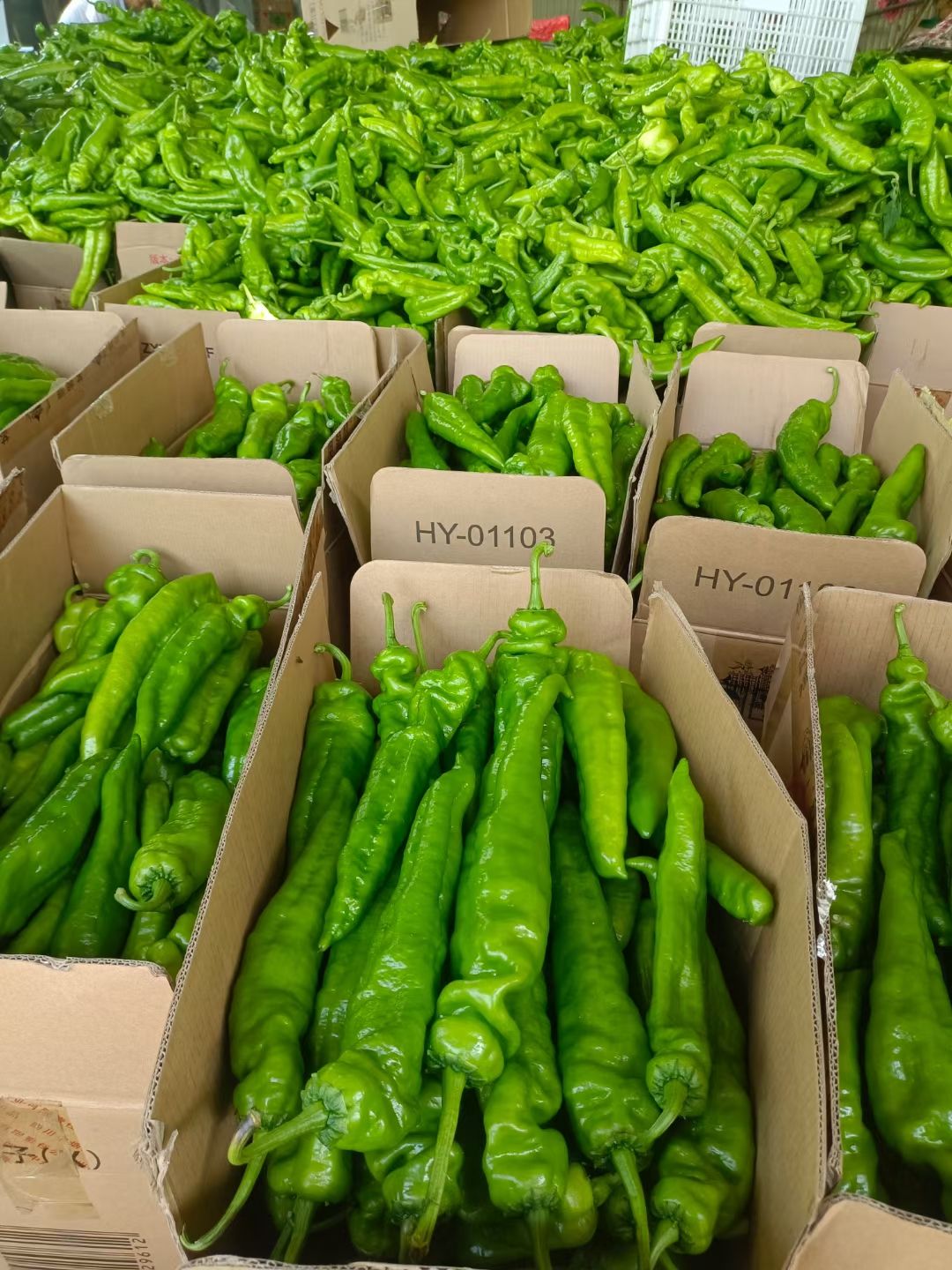 山东301辣椒青泡椒现在大量上货全国代收代发