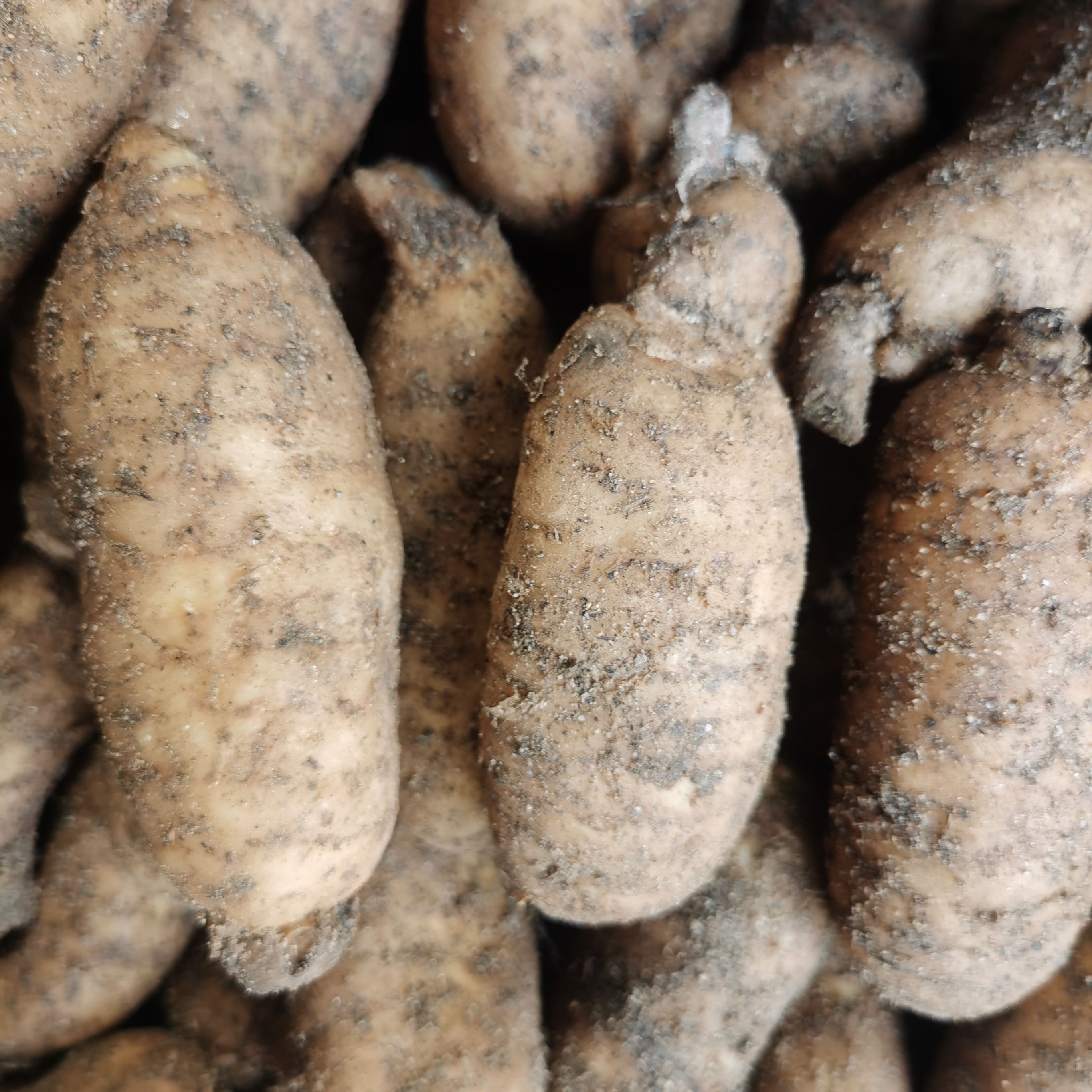 天麻江湖地摊展销会农村赶集货源天麻批发