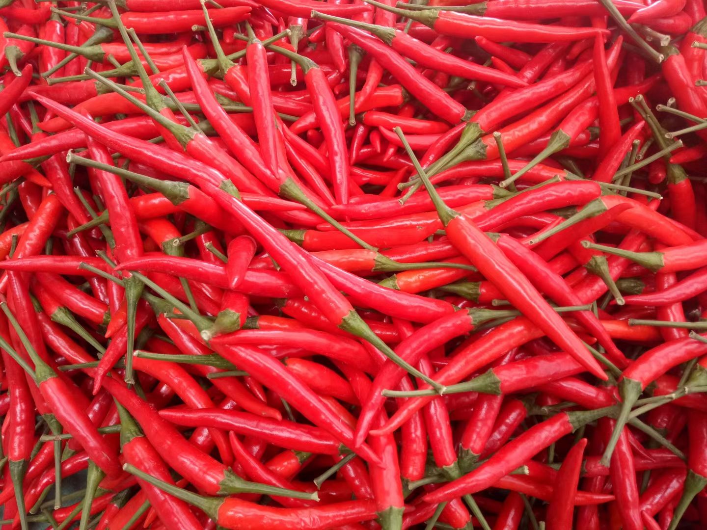 精品米椒，美人椒，线椒。