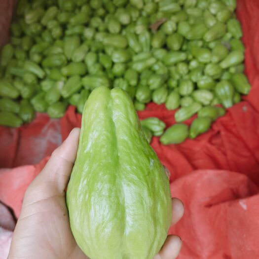 惠水县佛手瓜