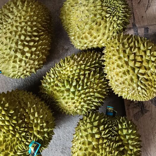 南宁金枕榴莲