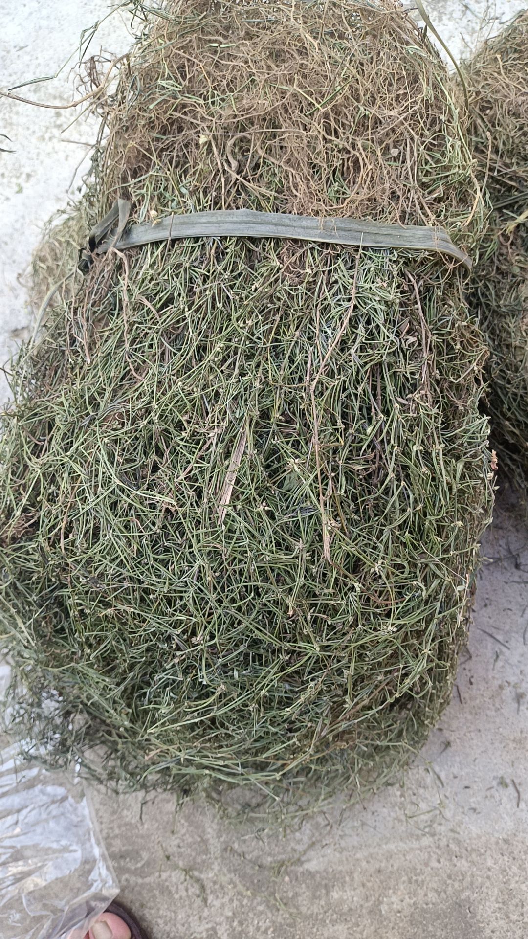 白花蛇舌草