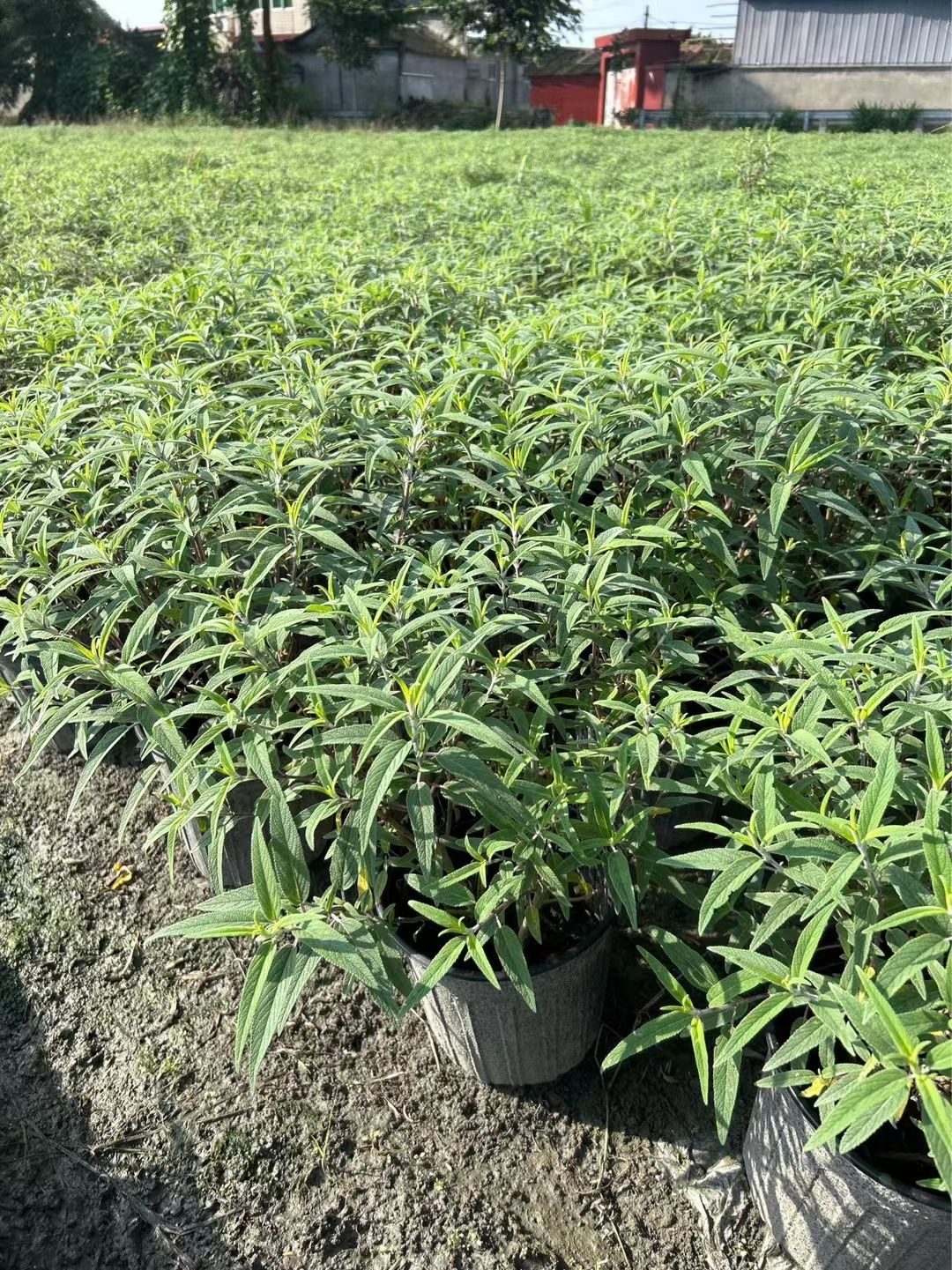 墨西哥鼠尾草量大