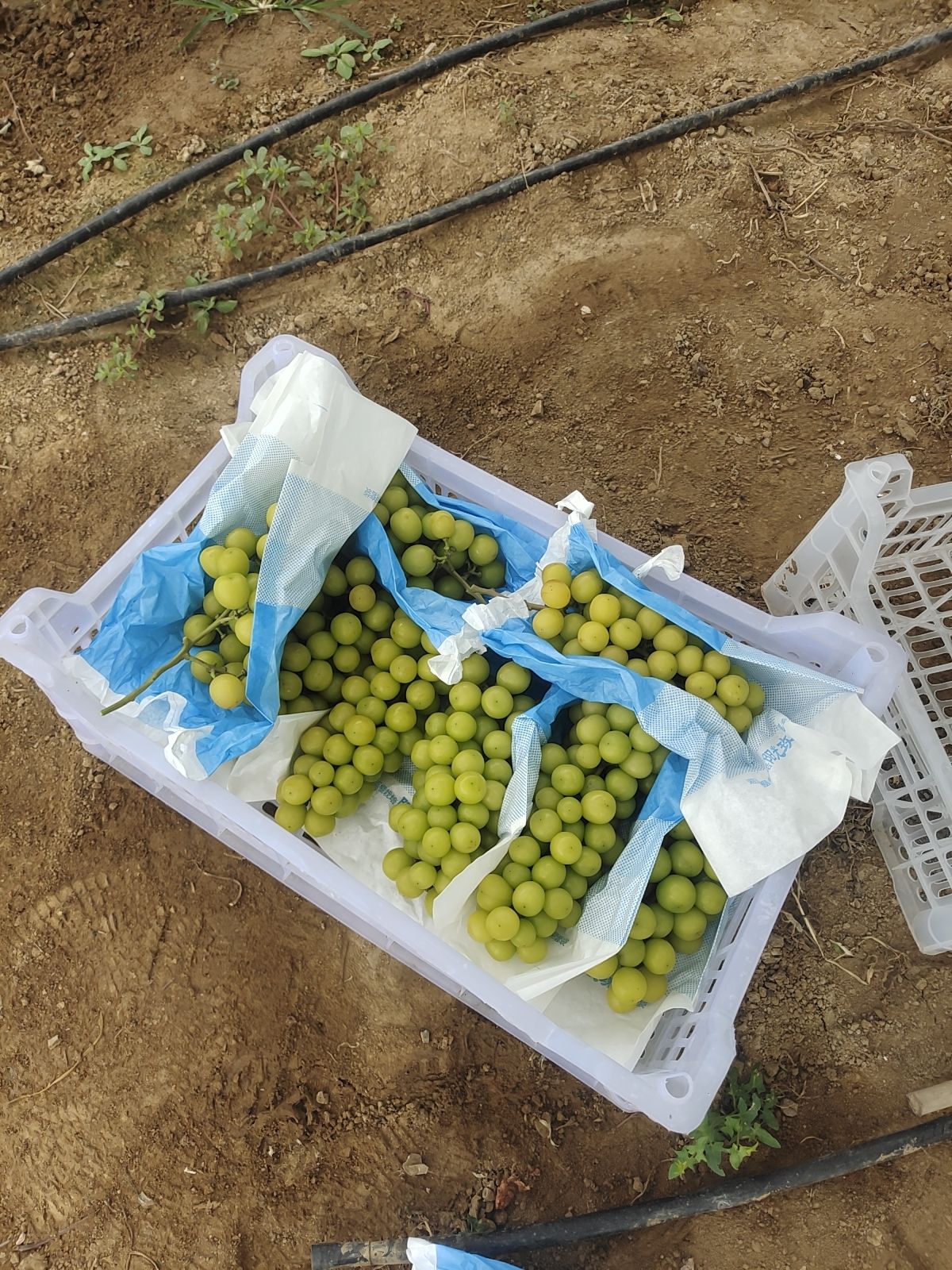 阳光玫瑰葡萄，酸甜可口，富含营养