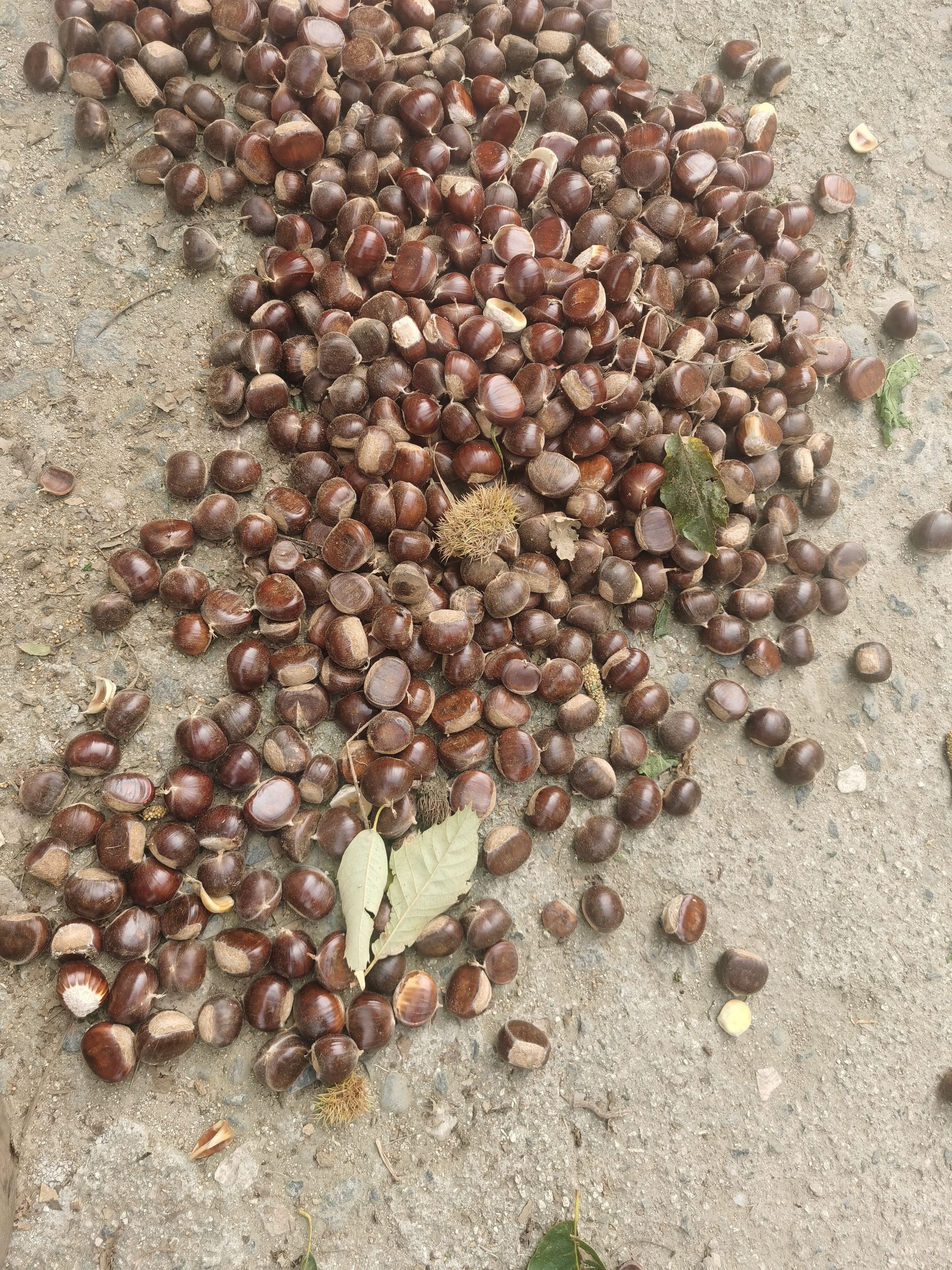 青龙板栗（炒货的标准）