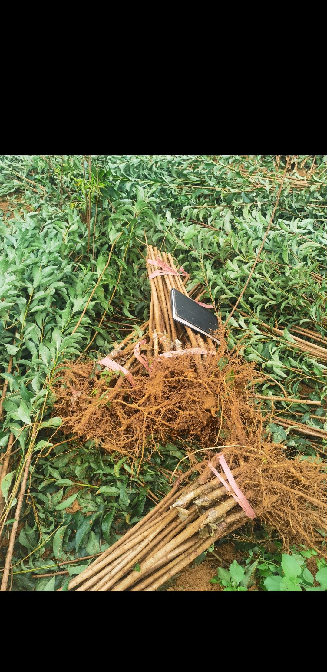 贵州六马蜂糖李树苗