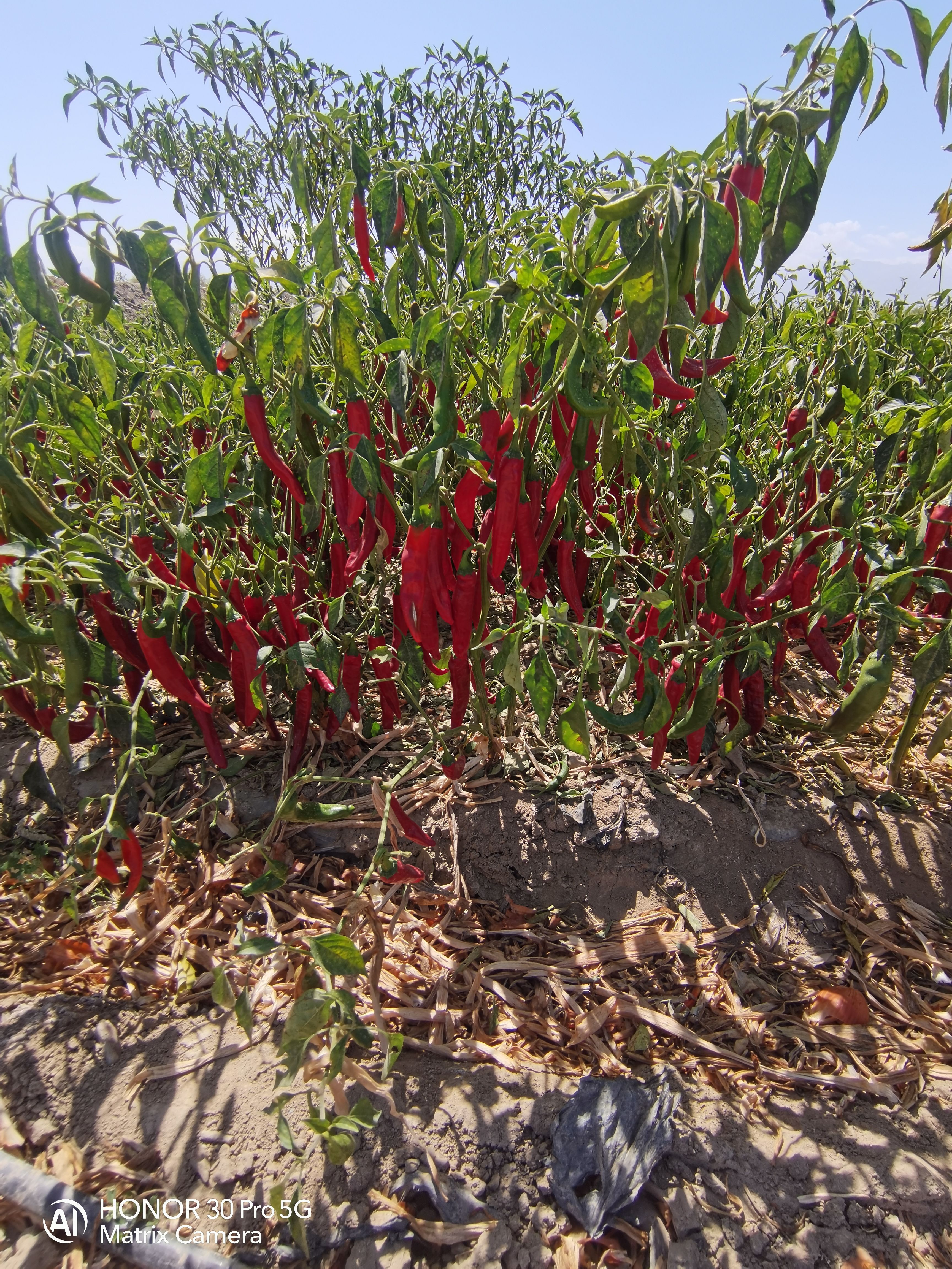 辣椒  甘肃 新上市 干辣椒