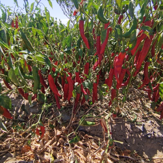 酒泉辣椒  甘肃 新上市 干辣椒
