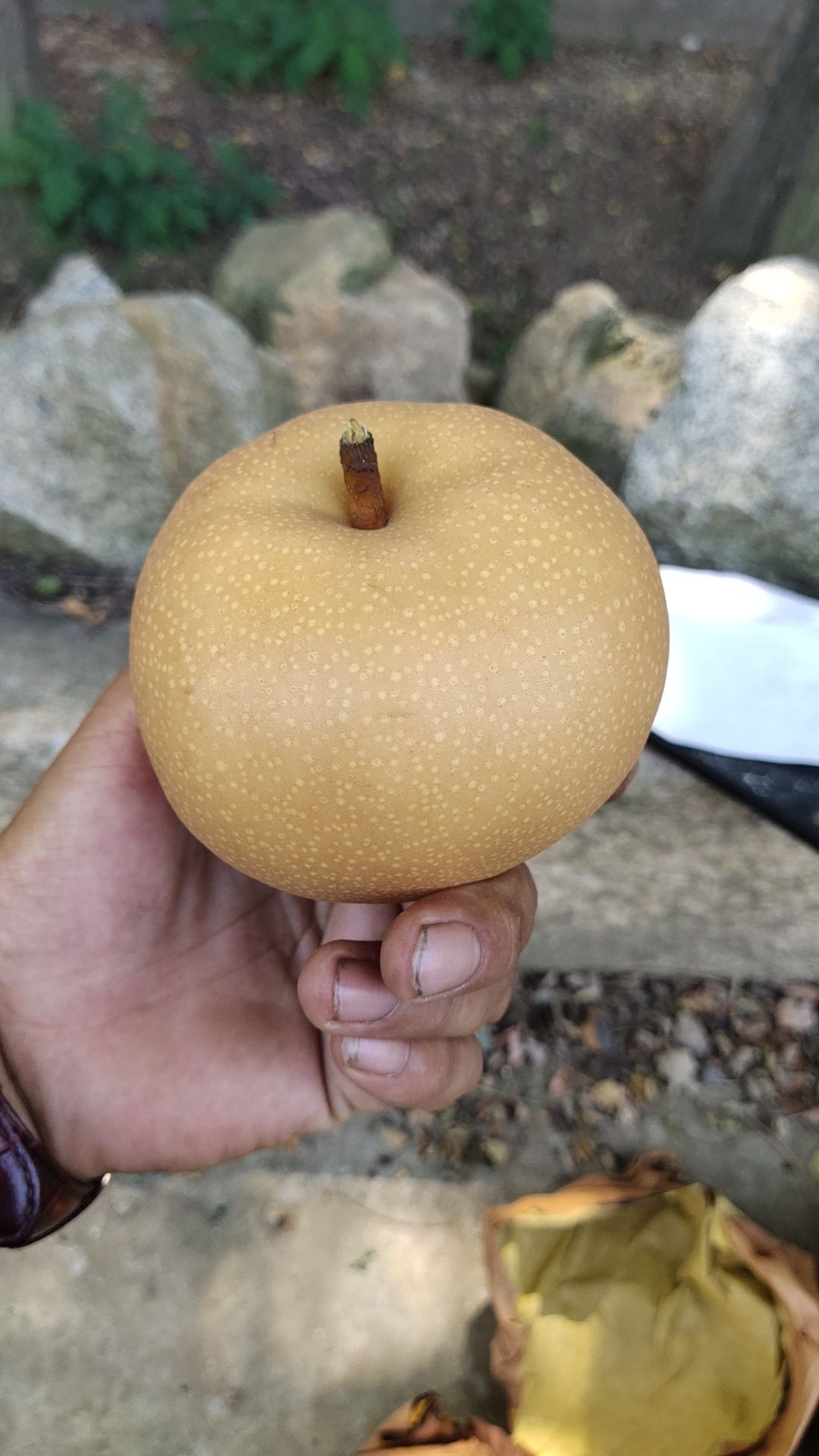秋月梨