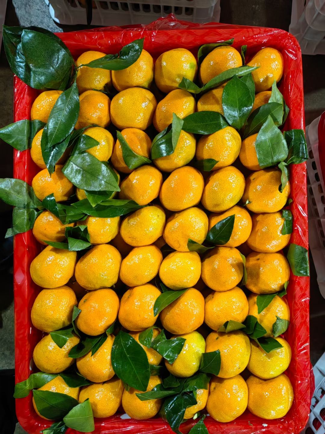 云南特早蜜桔大量上市中皮薄肉厚水份充足 视频一站式