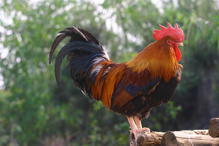 自己家养的大公鸡