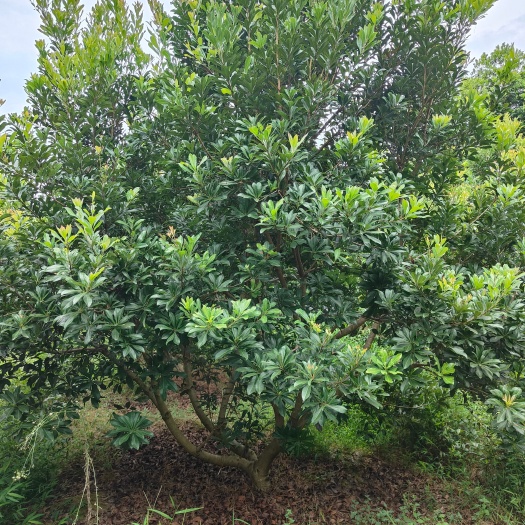 余庆县13公分丛生杨梅（4杆，苗圃直供，价格实惠）