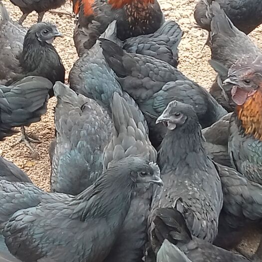 南召县纯种五黑鸡已开产见蛋。现有种鸡及种蛋出售。