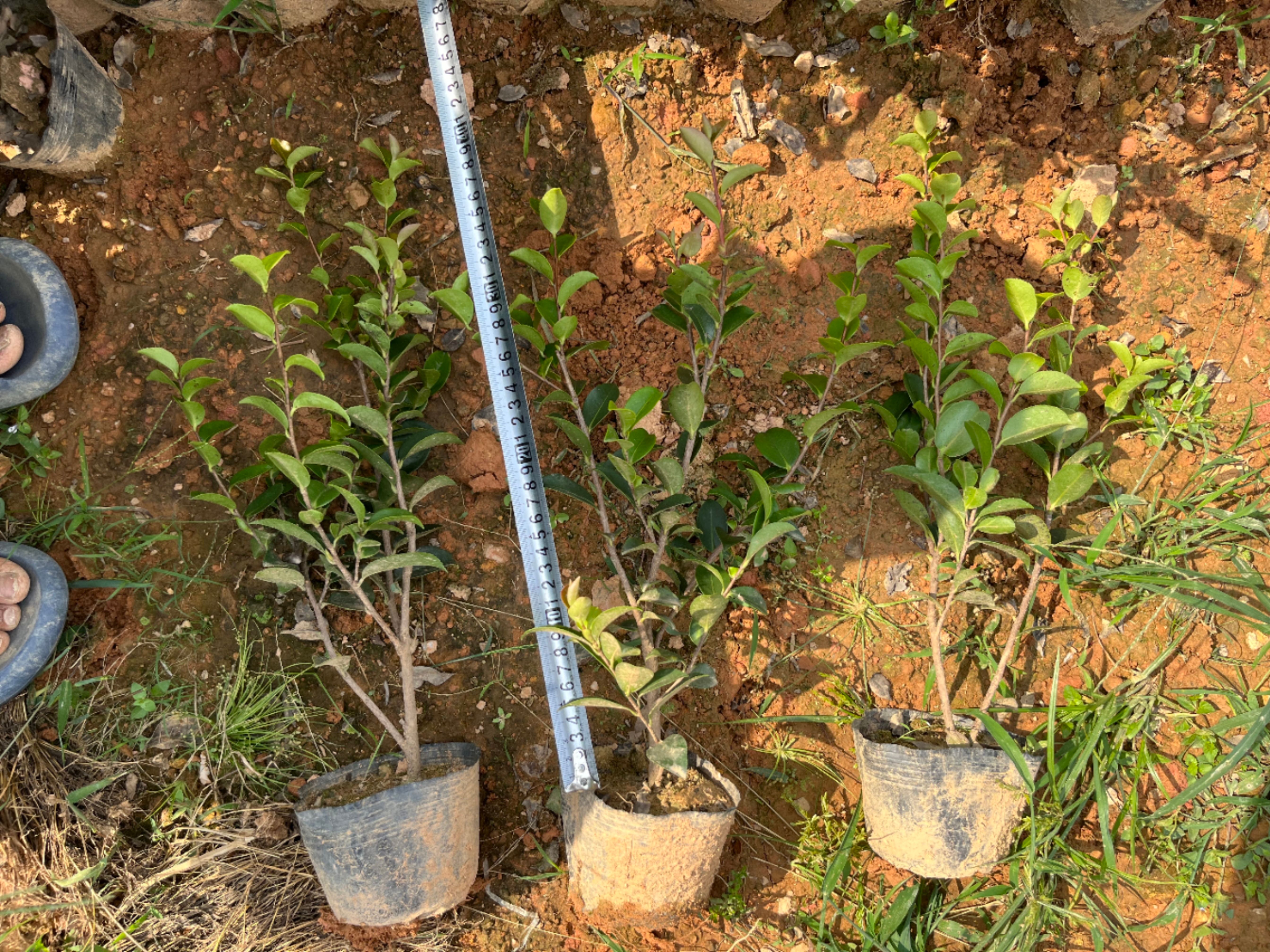 茶梅苗茶梅球绿化工程苗地被苗湖南苗木基地大量供应价格实惠