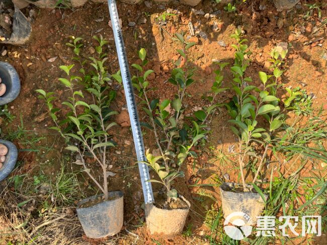 茶梅苗茶梅球绿化工程苗地被苗湖南苗木基地大量供应价格实惠