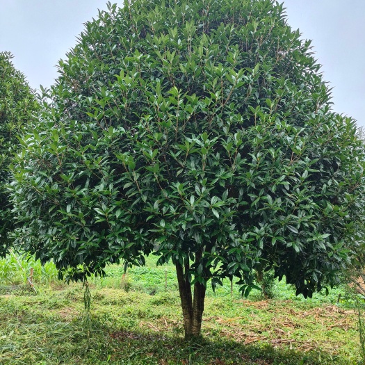 余庆县高度6米丛生桂花（苗圃直供，价格实惠）