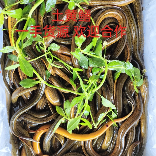 湖北～黄鳝 ～地笼货（一手货源）