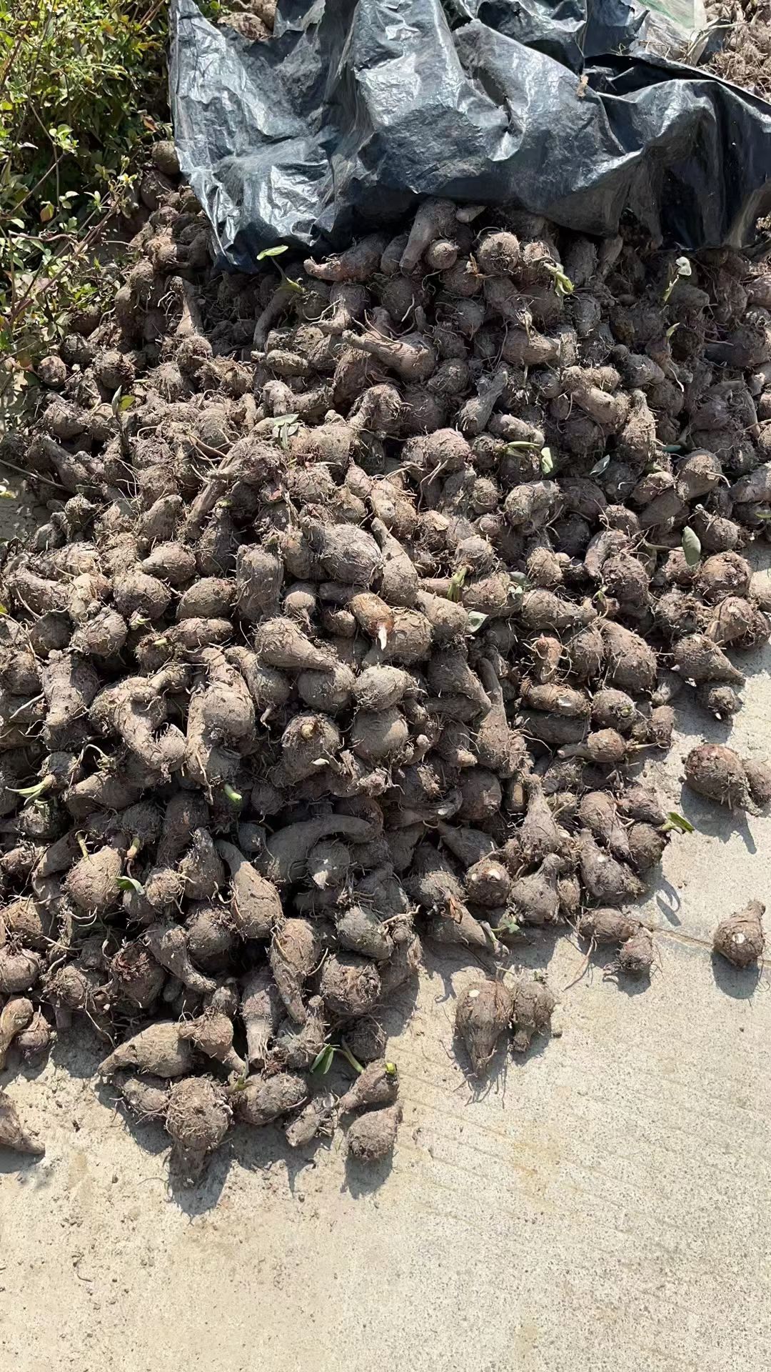广西芋头，芋头仔，开始大量上市了，有需要的老板联系我