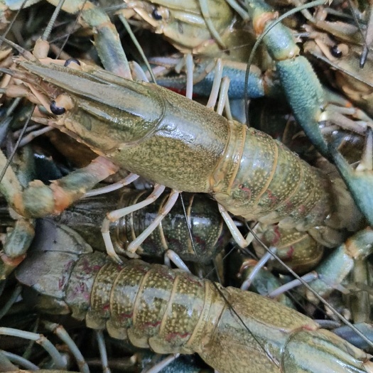 海口大量批发澳洲淡水龙虾