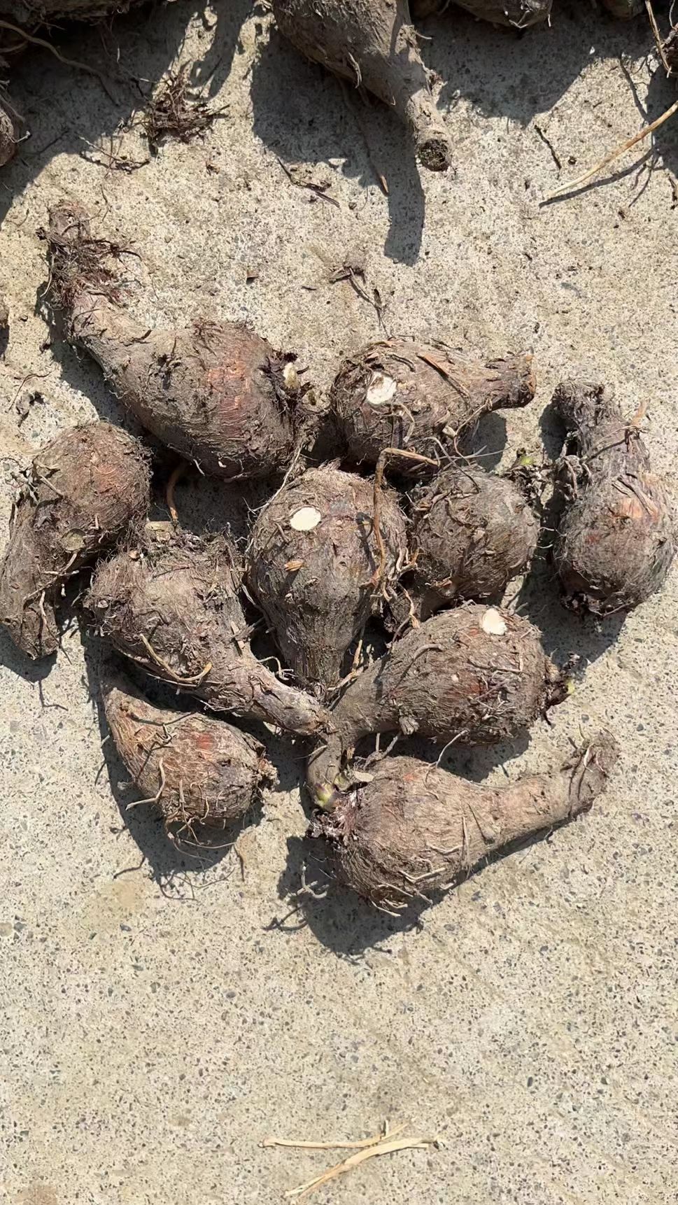 广西芋头，芋头仔，开始大量上市了，有需要的老板联系我