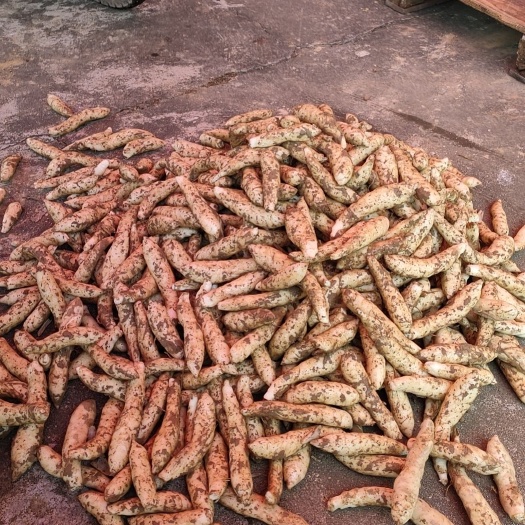 阳春市靓货冬粉薯