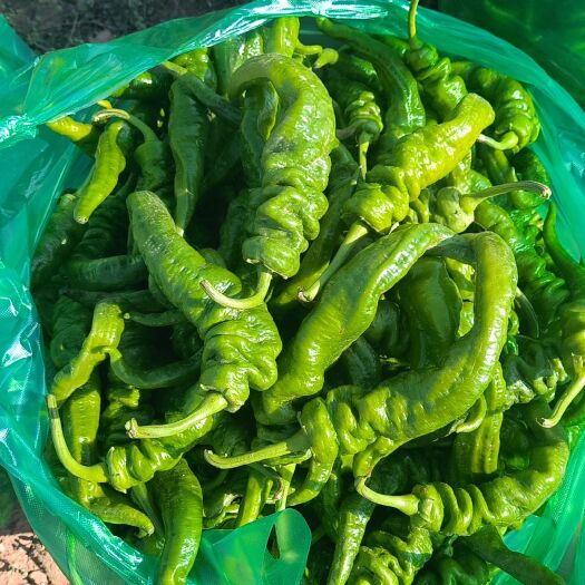 永登县甘肃兰州永登团庄辣椒